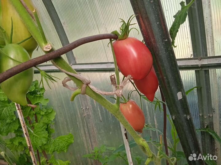 Продам помидоры домашние
