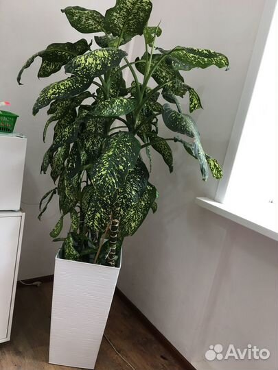 Продам цветок диффенбахия