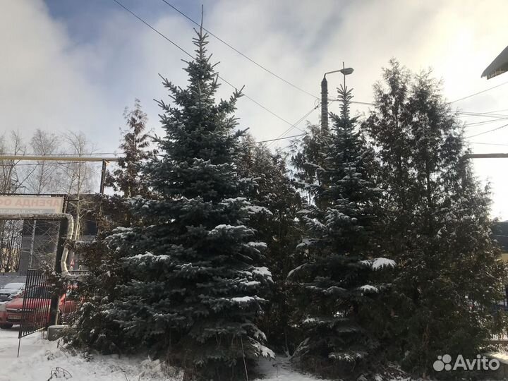 Ель голубая