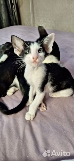 Ориентальный котёнок ушки экстрим