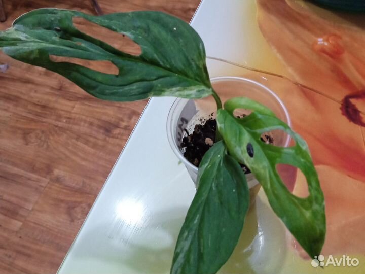 Монстера Адансона минт вариегата, альпиния вар