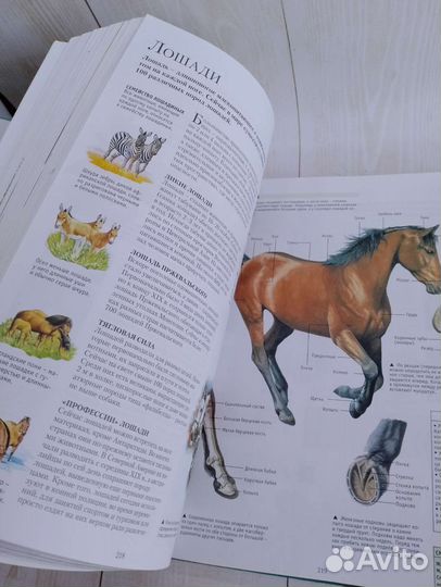 Большая энциклопедия школьника