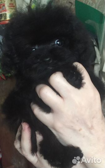 Micro teddy poodle Кора