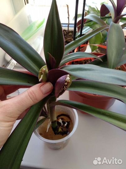 Традесканция 