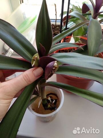 Традесканция 