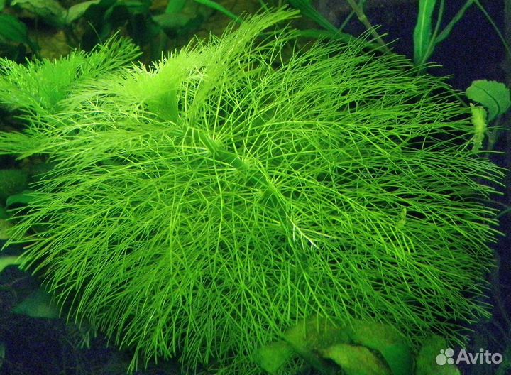Аквариумные растения, отправлю в регионы