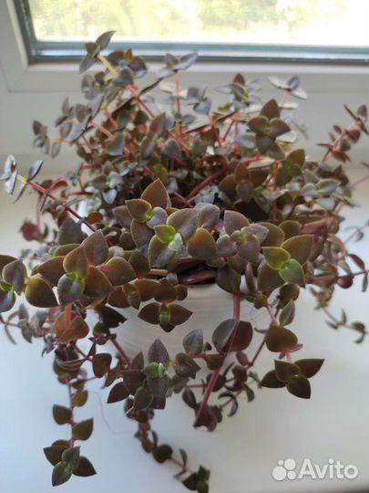 Детки и черенки суккулентов