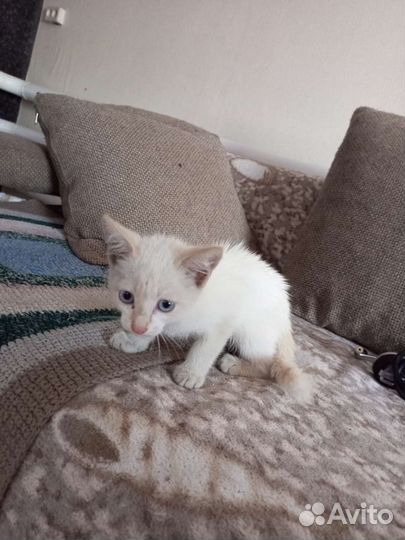 Кот тайский ред поинт