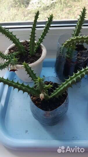 Комнатные цветы