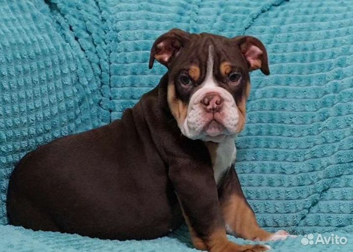 Амурчик - мальчик Бульдог