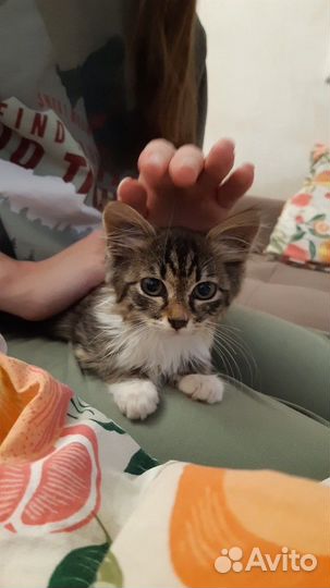 Котенок в добрые руки