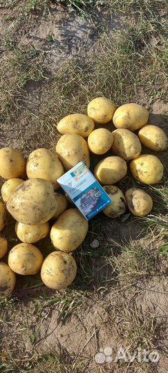 Картофель оптом