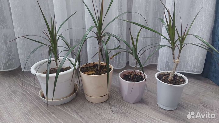 Пальма драцена