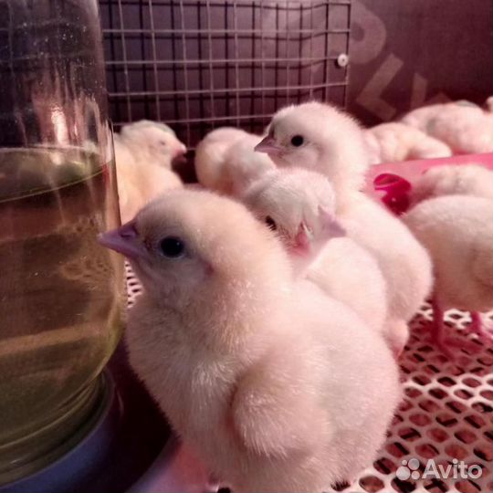 Цыплята Кобб 500