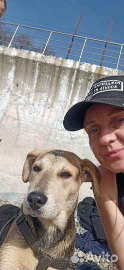 Собака в добрые руки