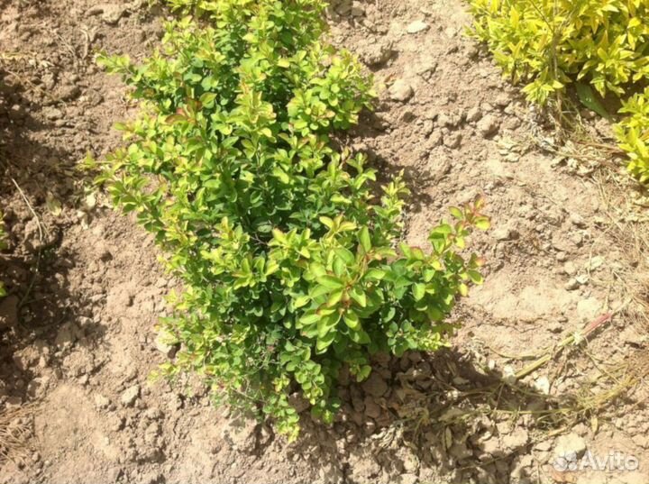 Барбарис Зеленый