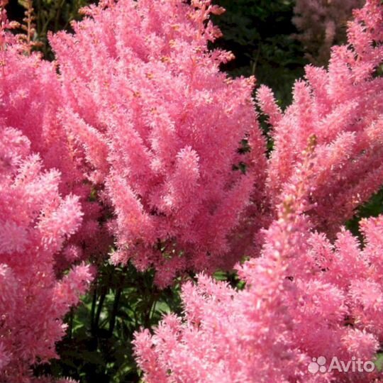 Астильба Розовая