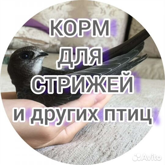 Корм для стрижей. Корм для птиц