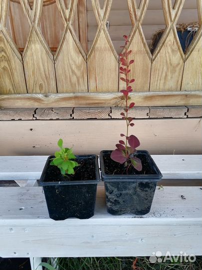 Саженцы барбариса