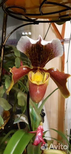 Башмачки. Орхидеи