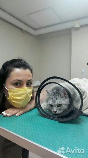 Стрижка кошек и собак опытным грумером