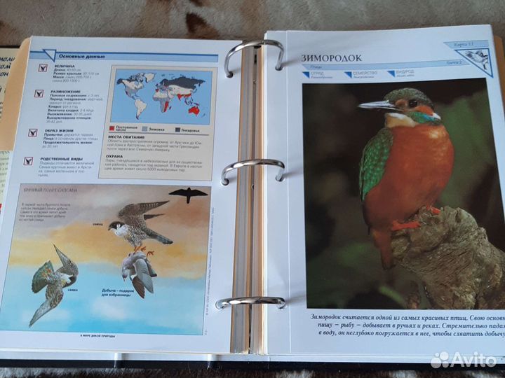 Энциклопедия В мире дикой природы