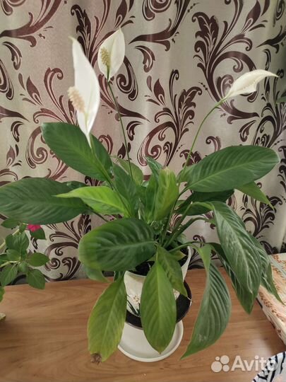 Спатифиллум