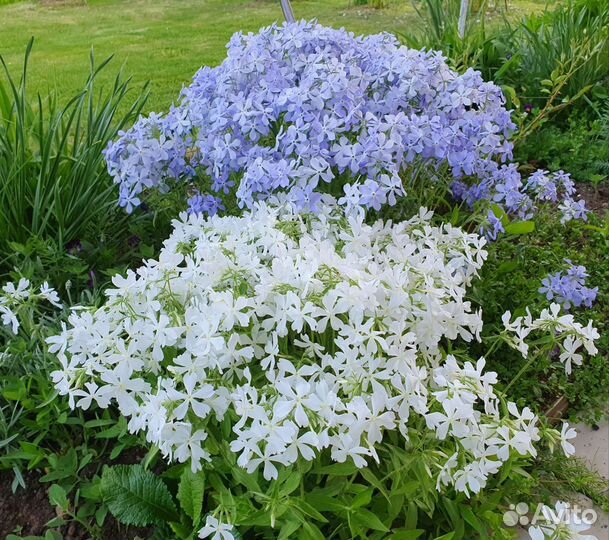 Многолетники почвокровные. Флоксы, арабис, очитки