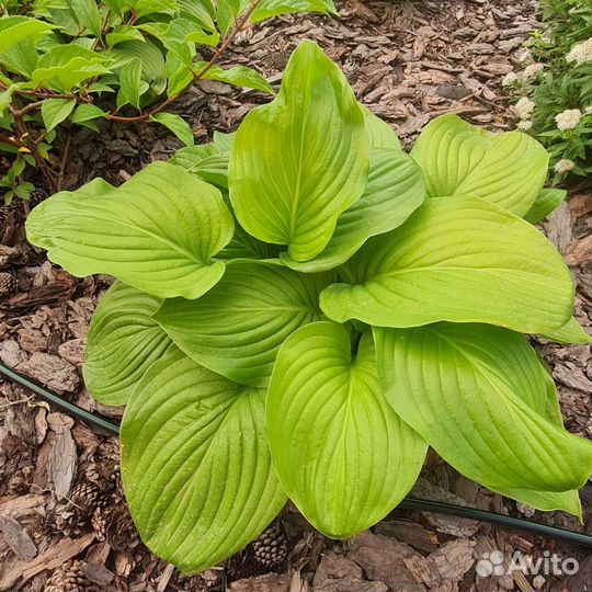 Хоста растение