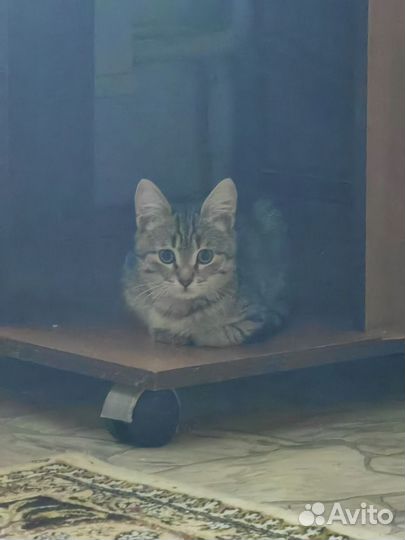 Котята даром