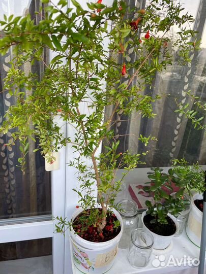 Гранаты декоративные от 35см