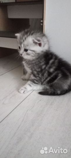 Шотландская