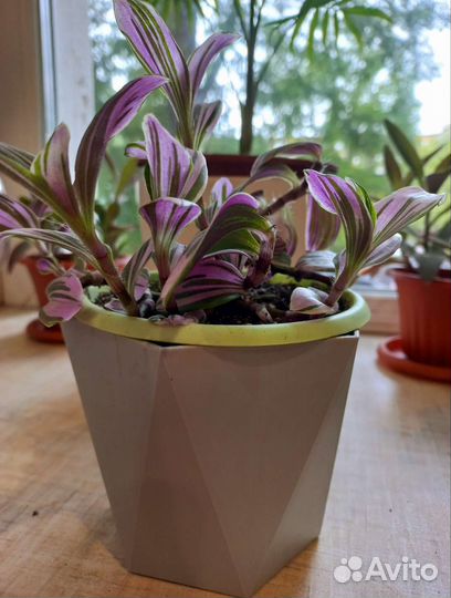 Традесканция Нанук