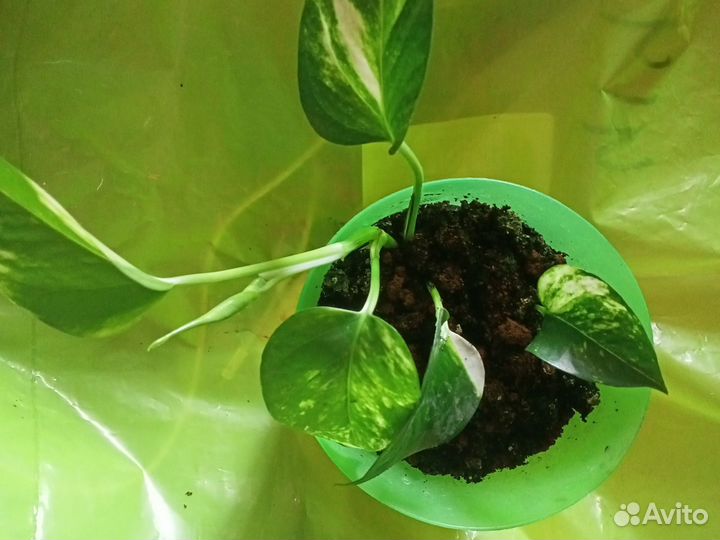 Сциндапсус