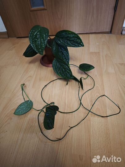 Монстера Перу или Карстенианум