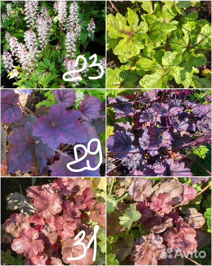 Многолетние цветы для сада 2