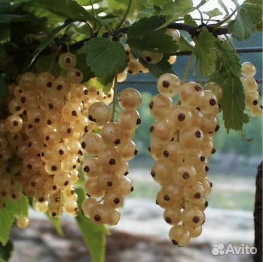 Белая и красная смородина