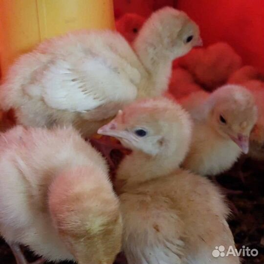 Инкубационное яйцо индейки