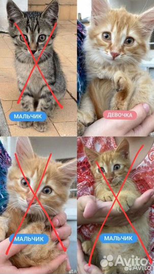 Рыжий котенок девочка