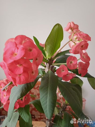 Молочай миля крупноцветковый