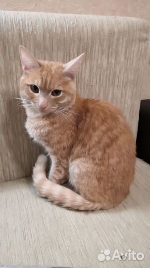 Кот