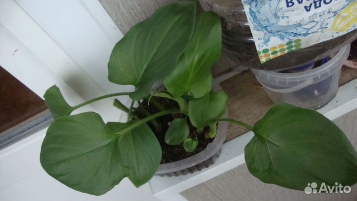 Домашние цветы