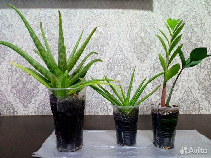 Алоэ, Замиакулькас