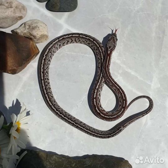 Маисовый полоз, змея, маис, полоз