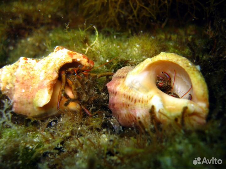 Дайвинг в Геленджике