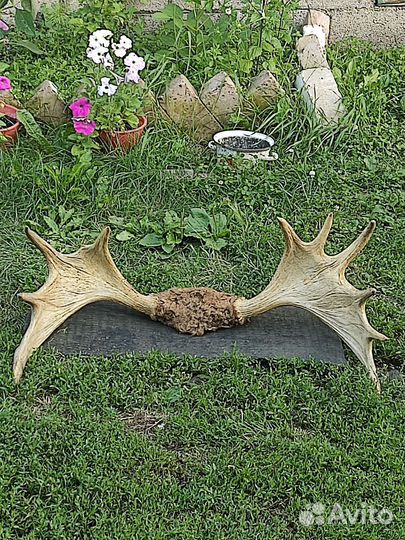 Рога оленя настоящие