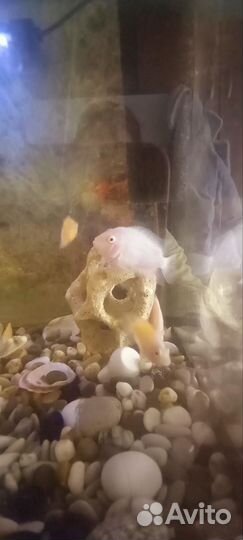 Аквариум с рыбками