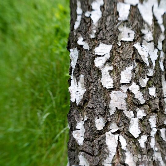 Березовая кора