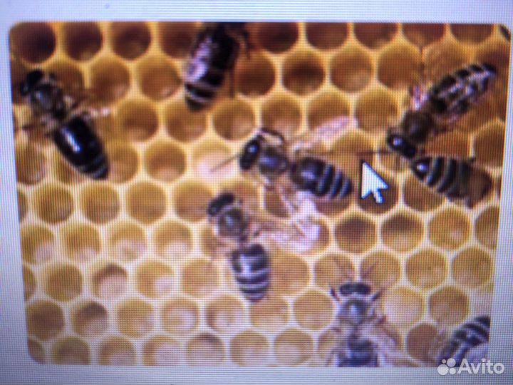 Пчелиная семья. Пчелиная перга. Пчелиная Пыльца