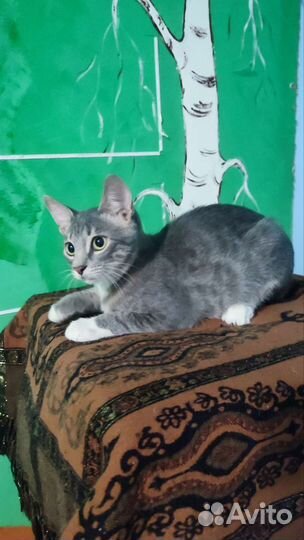 Котята ищут добрые руки